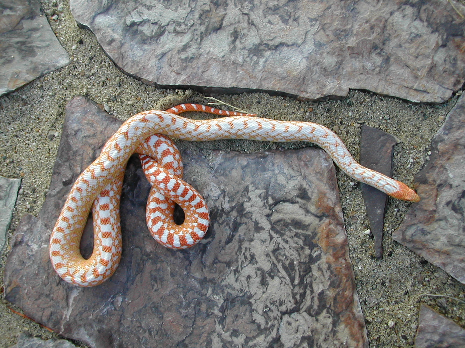 2003, an albino San Diego Gopher snake